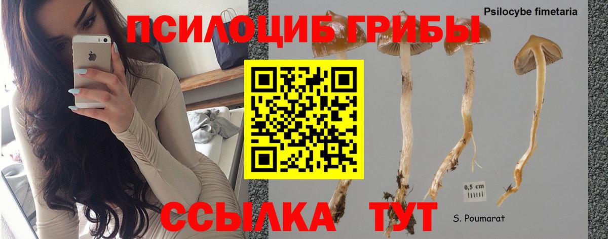 Псилоцибиновые грибы Cubensis Коряжма