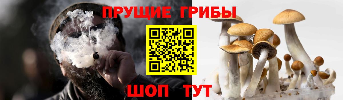 Коряжма  купить наркотики цена  Вход с VPN  Псилоцибиновые грибы Psilocybe 
